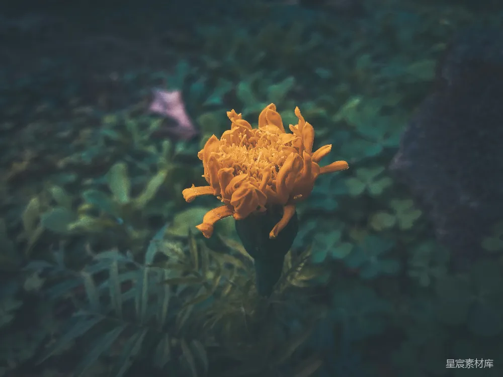 高清摄影 花朵 自然 摄影 秋季 宁静 金色的菊花盛开