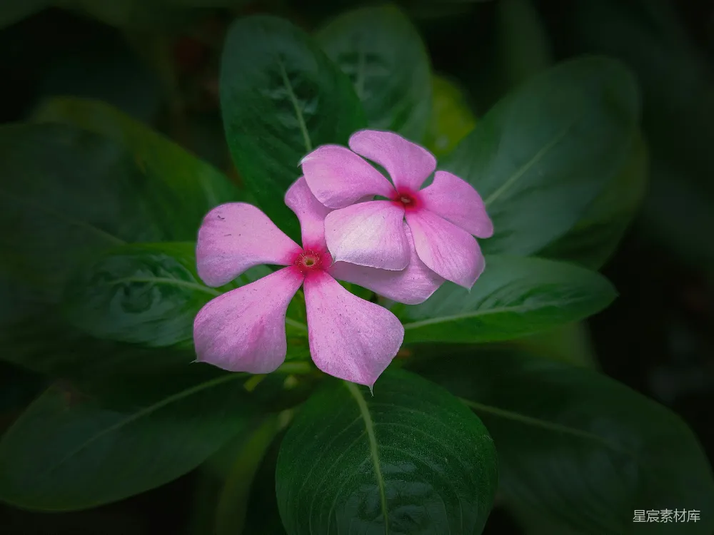 高清摄影 粉色 长春花 花卉 自然 摄影 粉色长春花