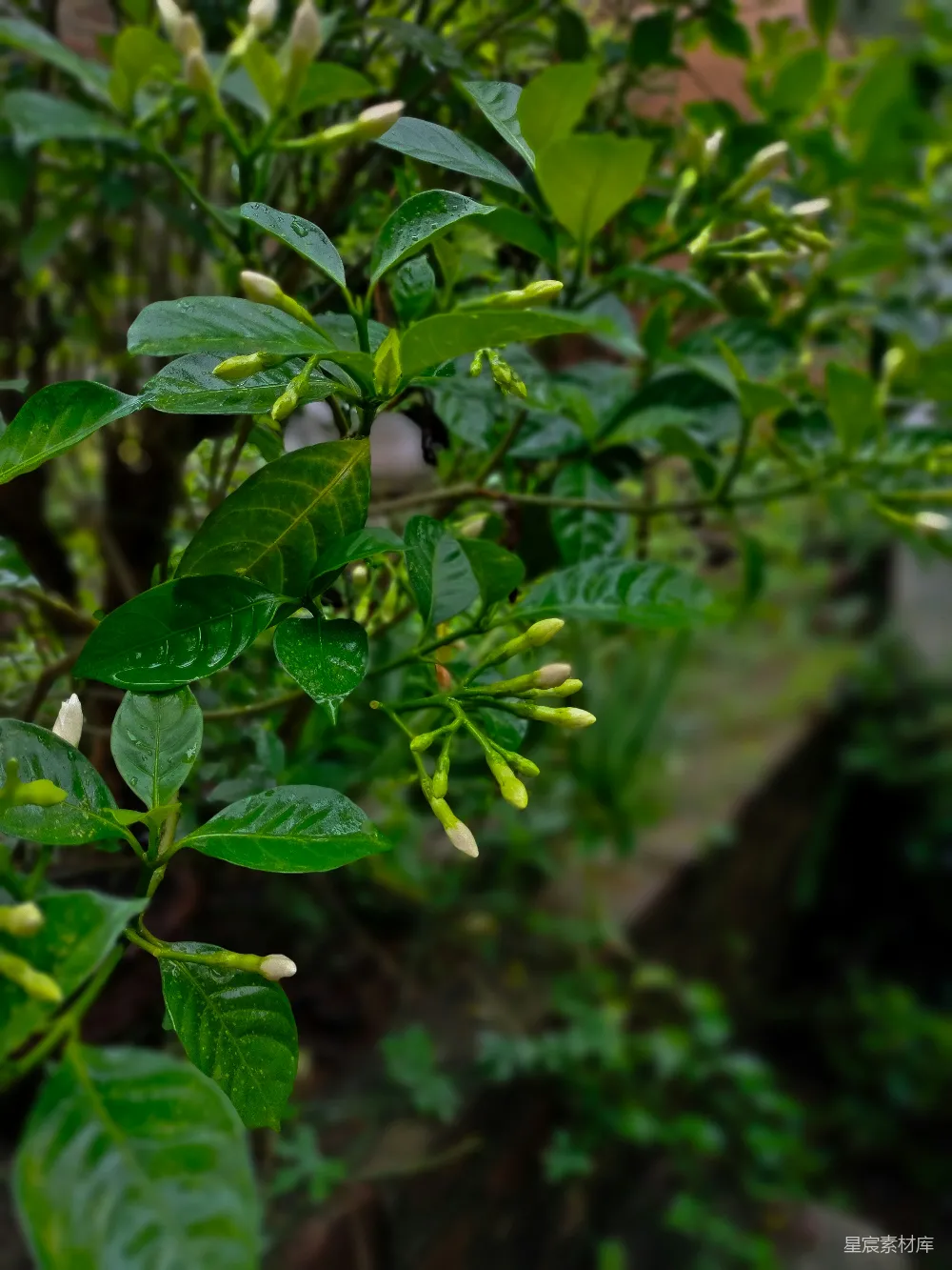 高清摄影 茉莉花 雨后 绿色植物 自然风光 清新 雨后清新的茉莉花
