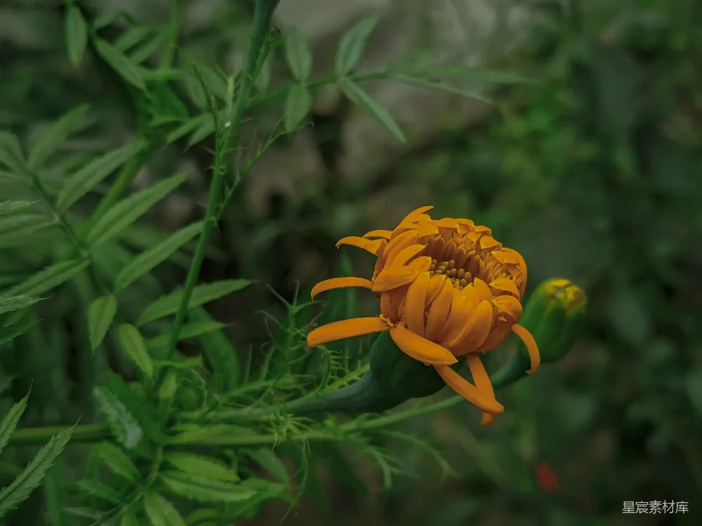 高清摄影 自然 花卉 橙色 户外 宁静 橙色花蕊的美丽绽放