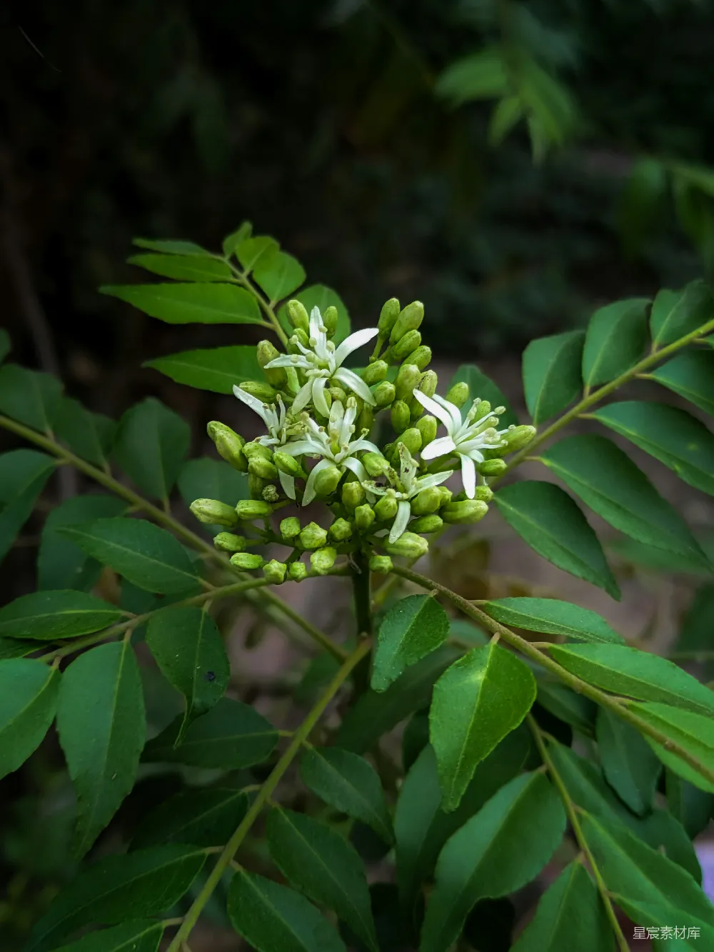 高清摄影 植物 自然 花朵 绿叶 清新 清新自然的绿叶与白花