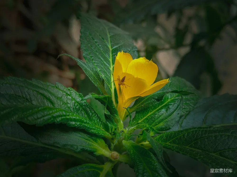 高清摄影 花朵 蜘蛛 自然 植物 户外 黄色花朵上的蜘蛛