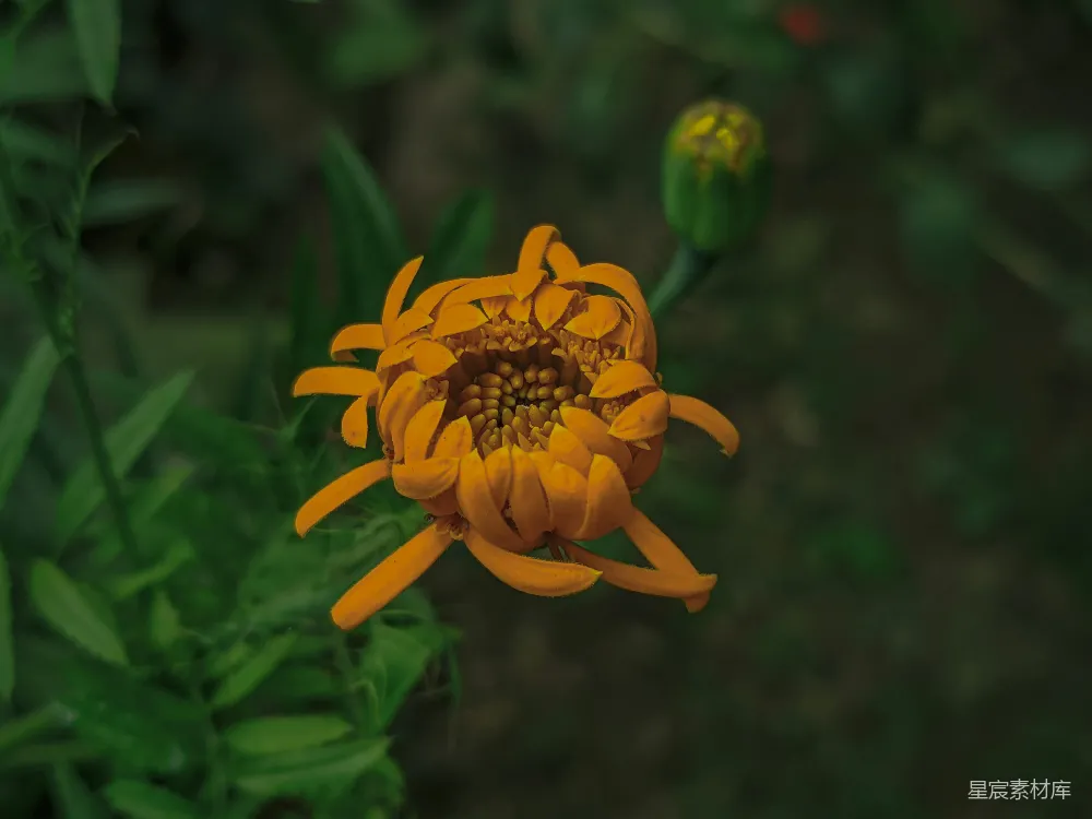高清摄影 花朵 自然 橙色 特写 植物 绽放的橙色花朵