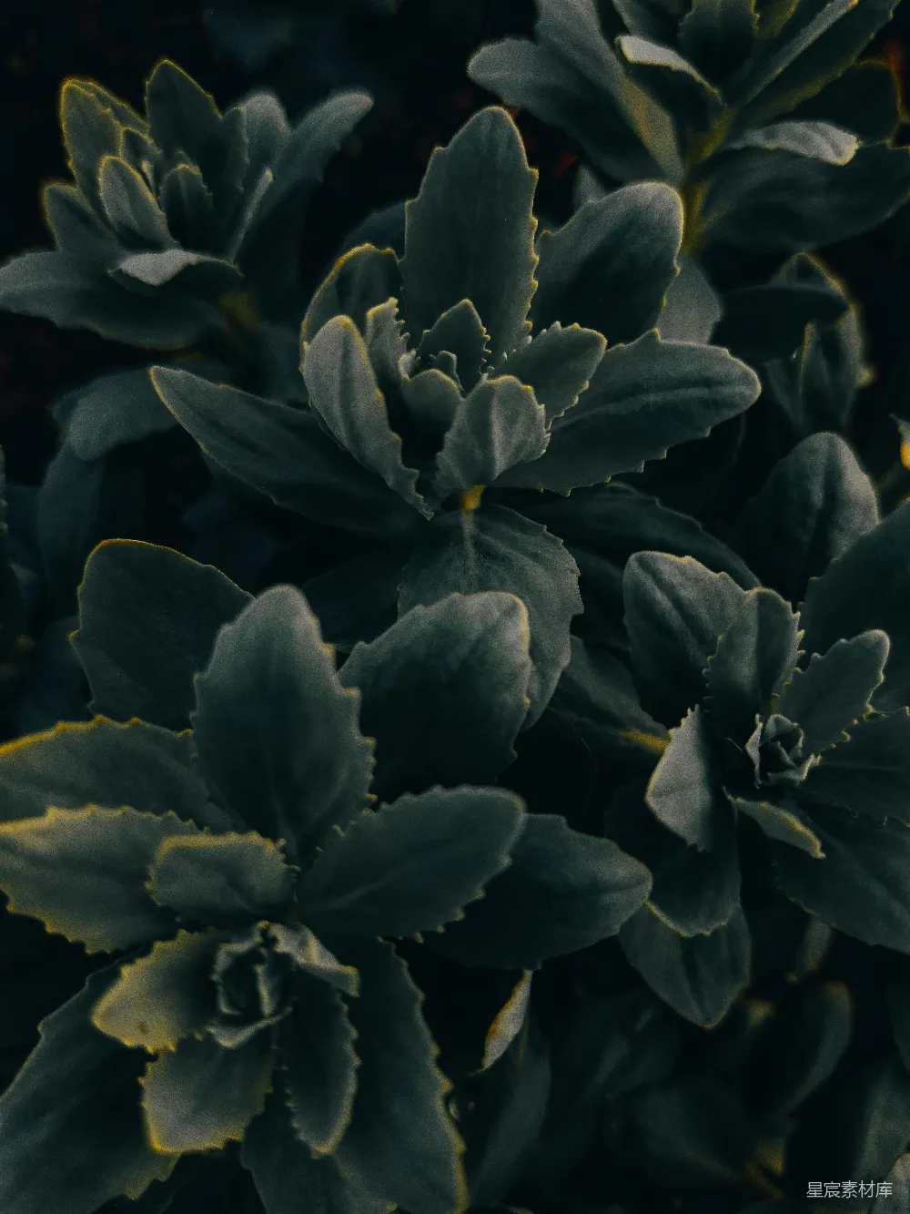 高清摄影 植物 深绿色 特写 自然 细节 深绿色植物特写