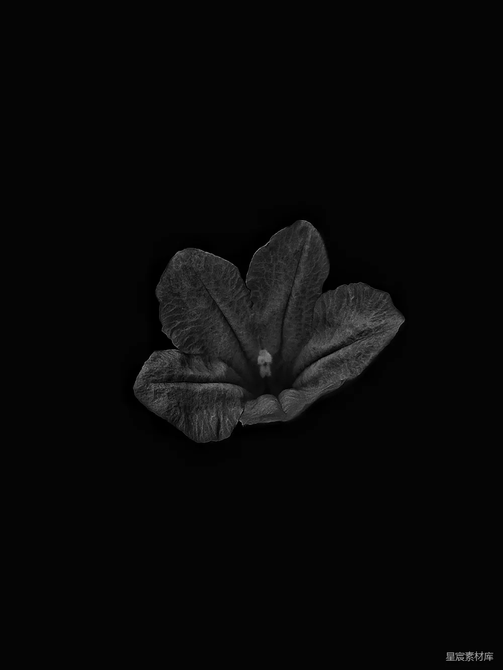 高清摄影 暗黑 花卉 静谧 艺术 自然 暗黑花朵