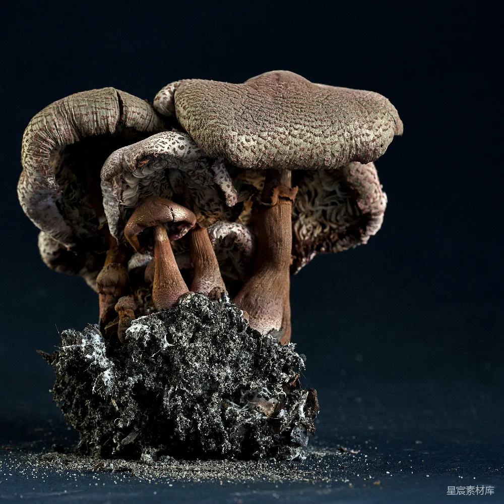 高清摄影 蘑菇 自然 生态 黑暗美学 微距摄影 蘑菇的奇幻世界