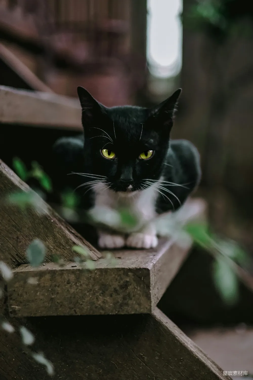 高清摄影 猫 黑猫 宁静 守望 自然 黑猫守望