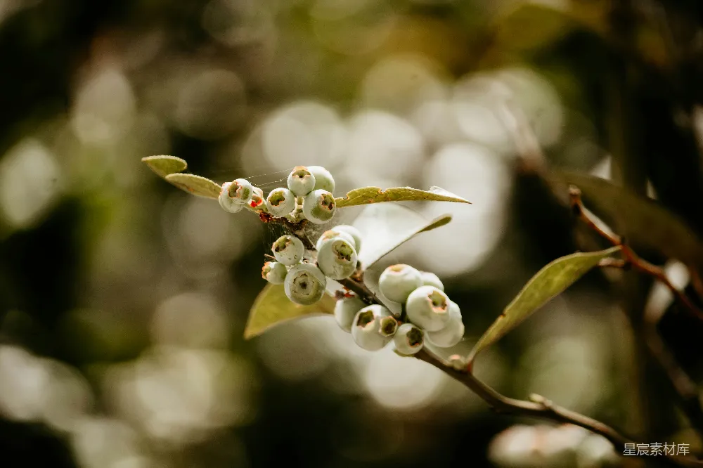 高清摄影 蓝莓 自然 植物 户外 清新 蓝莓的自然之美