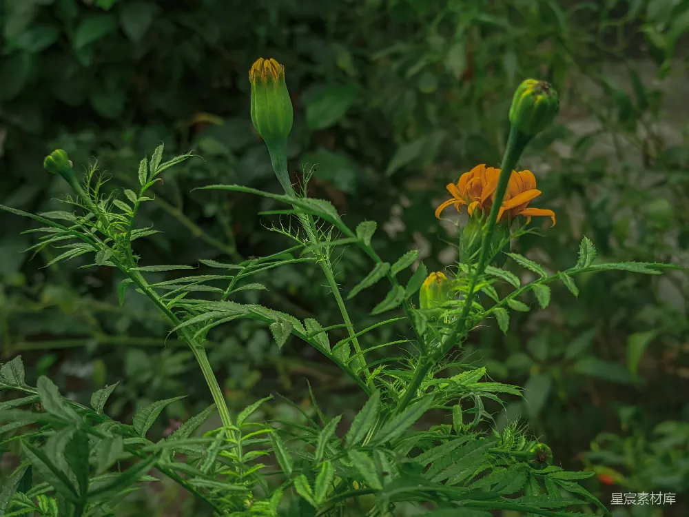 高清摄影 花卉 自然 生机 绿植 户外 生机勃勃的橙花与绿叶