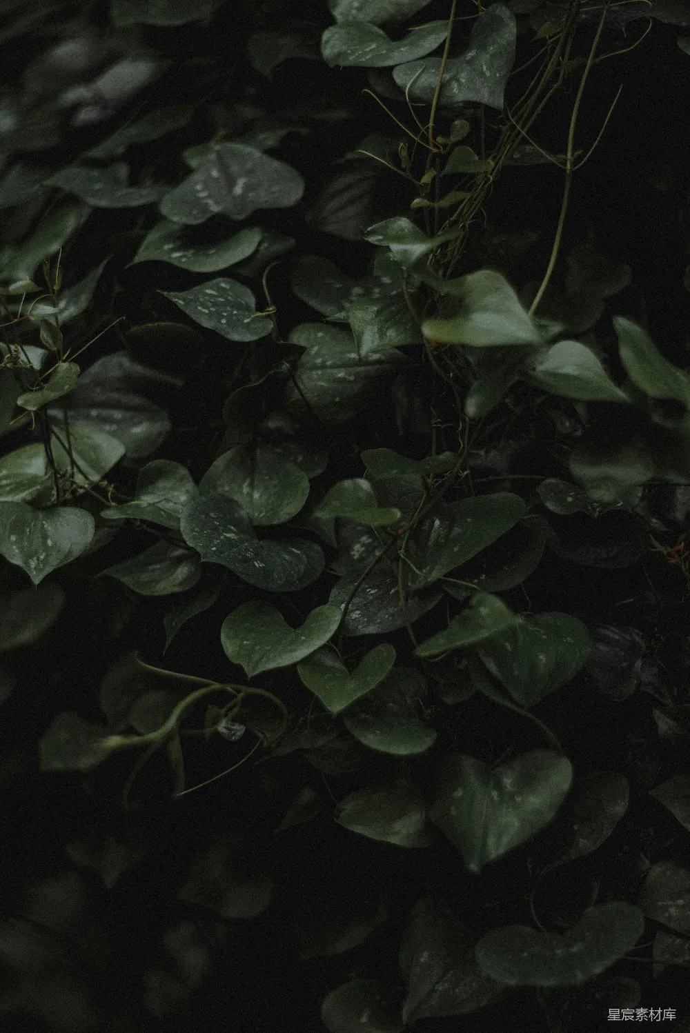高清摄影 自然 植物 深绿色 藤蔓 黑暗背景 深绿色的藤蔓植物