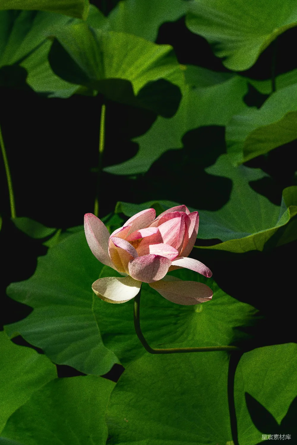 高清摄影 莲花 自然 清新 摄影 夏日 阳光下的莲花