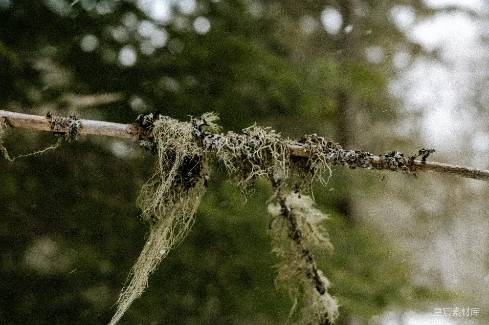 高清摄影 苔藓 自然 森林 植物 生态 森林中的苔藓枝条