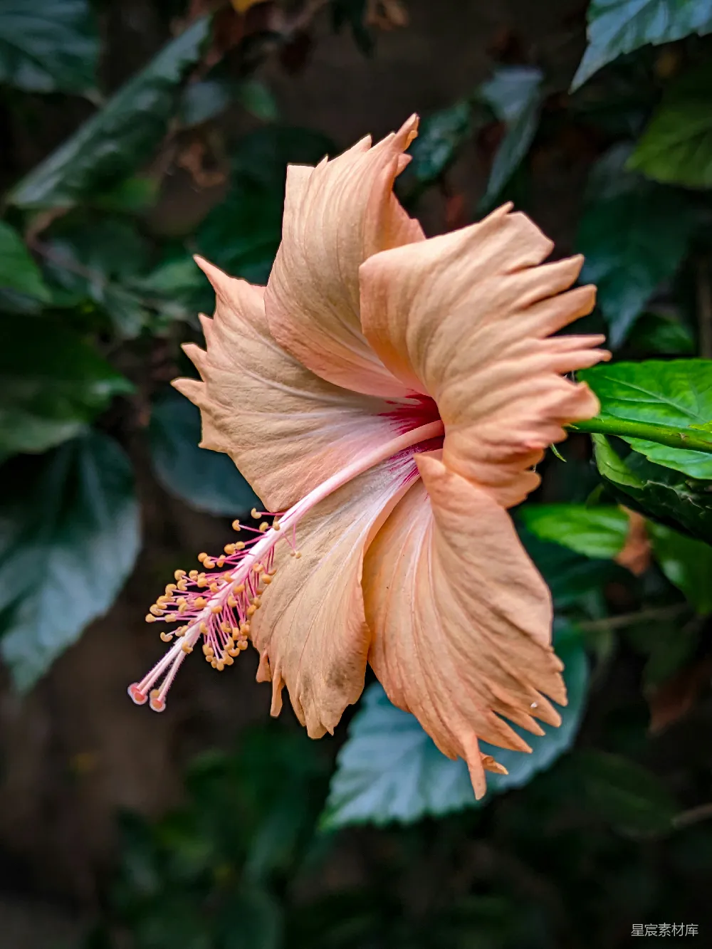 高清摄影 芙蓉花 自然美 植物摄影 户外 花卉 绽放的粉红色芙蓉花