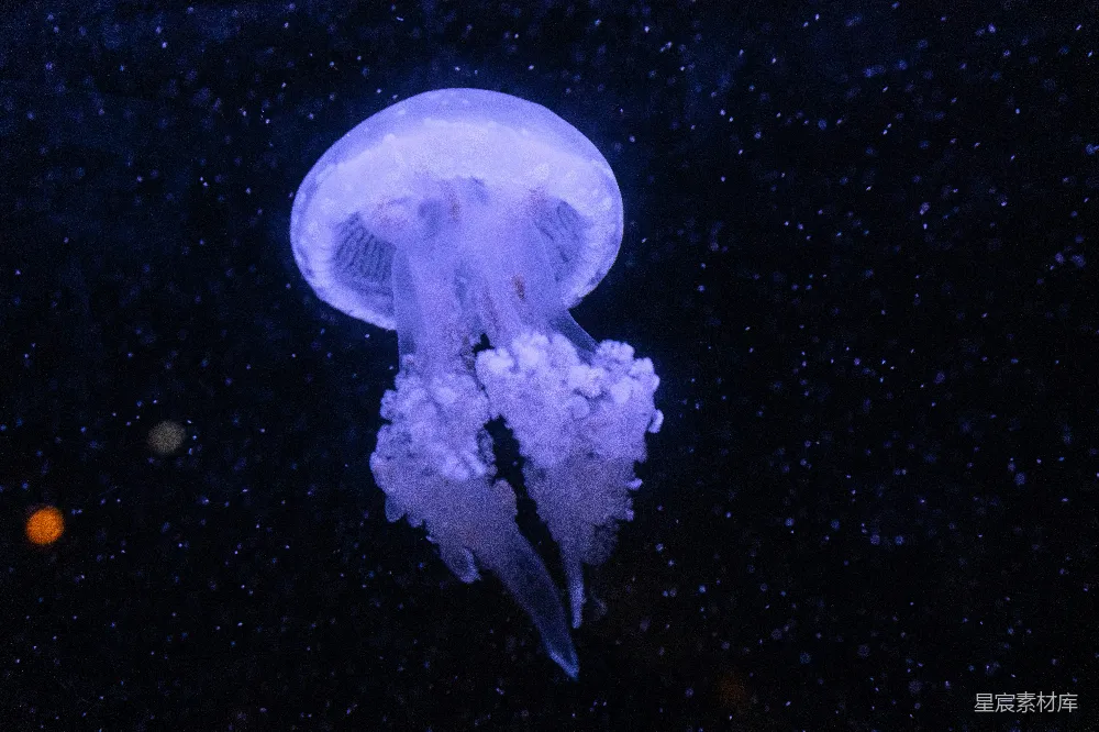 高清摄影 水母 深海 紫色 生物 自然 深海中的紫色水母