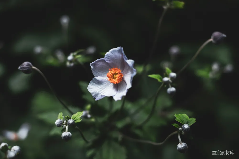 高清摄影 花朵 自然 静谧 户外 摄影 静谧的花影