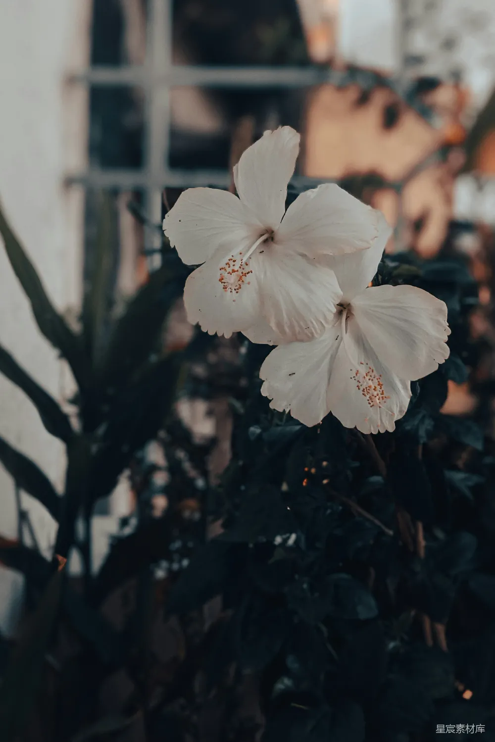 高清摄影 花朵 宁静 自然 户外 清新 白花盛开的静谧角落