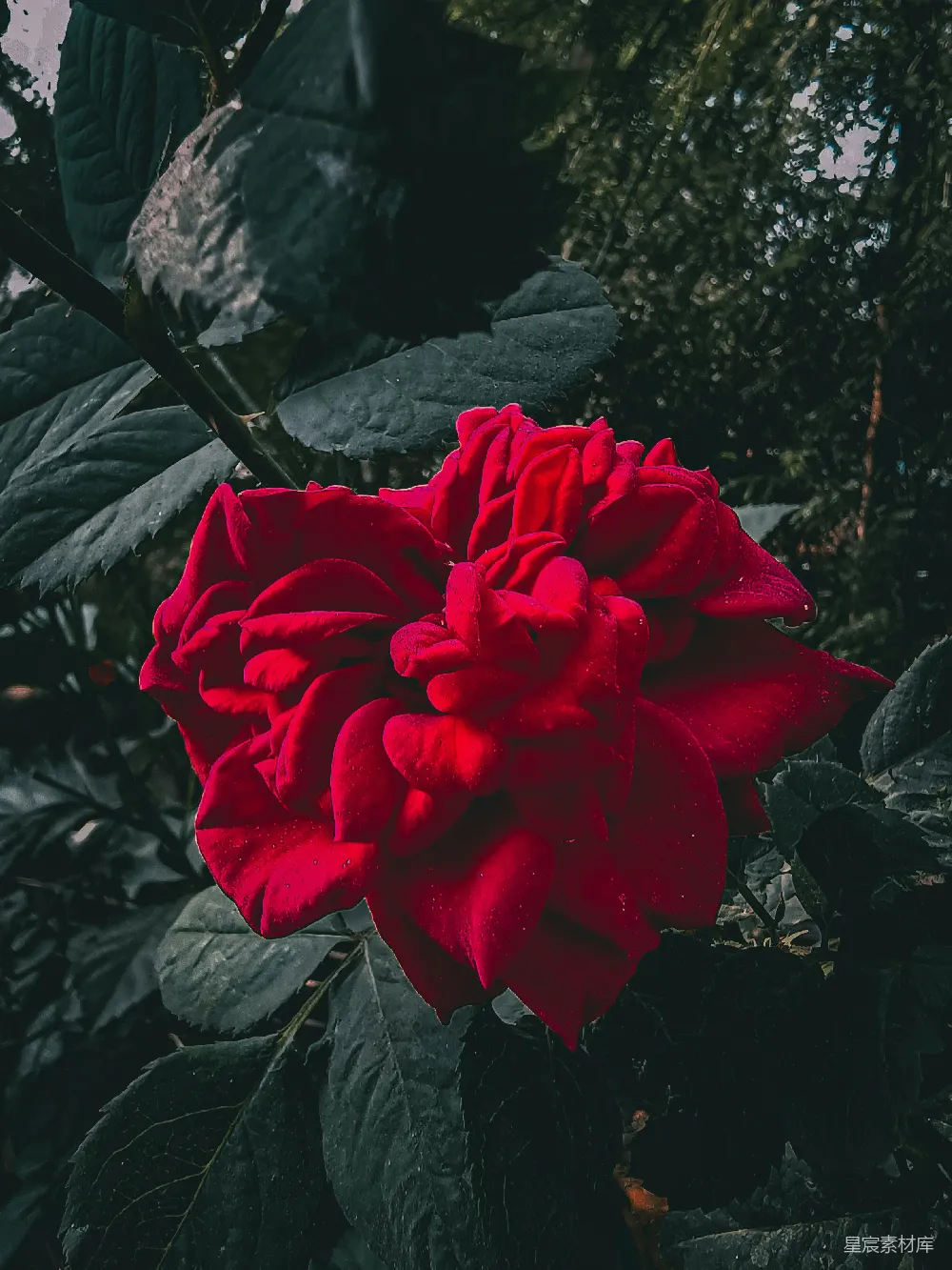 高清摄影 玫瑰 红色 自然 雨后 植物 雨后红玫瑰