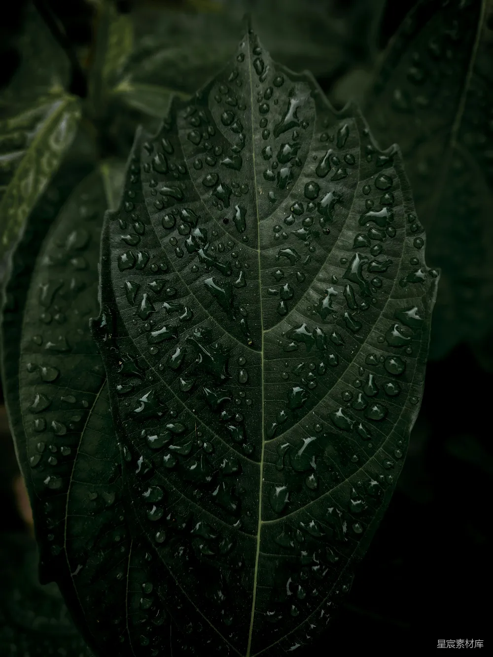 高清摄影 自然 植物 清新 细节 雨后 雨后叶脉上的水珠