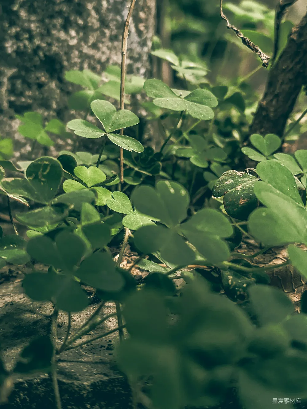 高清摄影 植物 自然 森林 绿色 生态 森林中的绿叶植物
