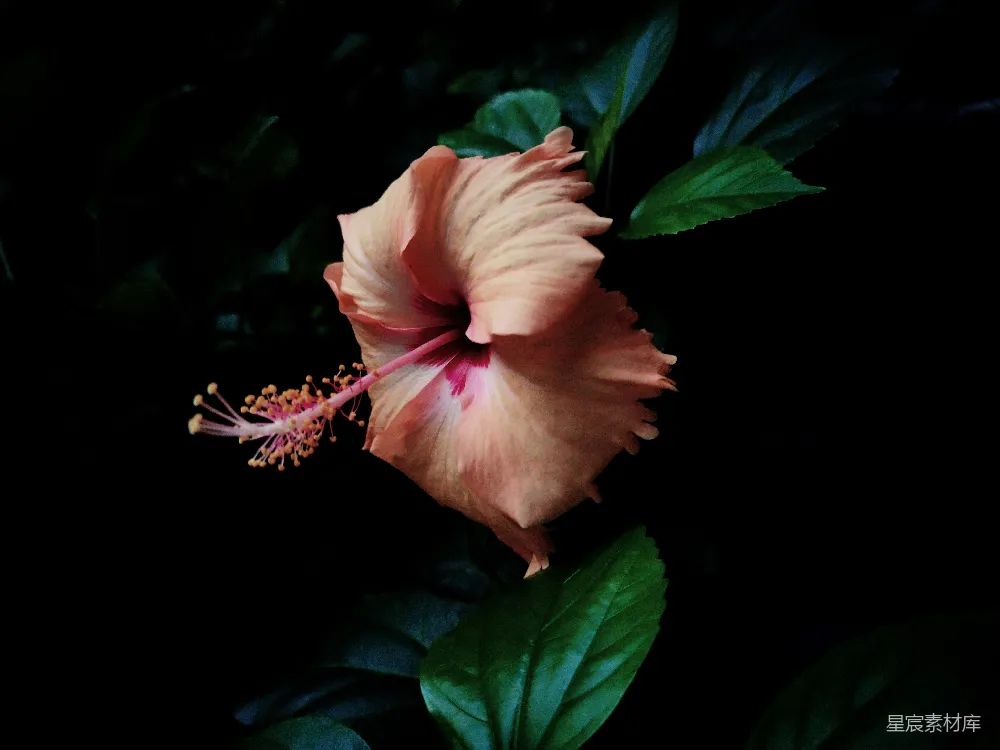 高清摄影 芙蓉花 夜景 花卉摄影 自然之美 静谧氛围 夜幕下的粉色芙蓉花