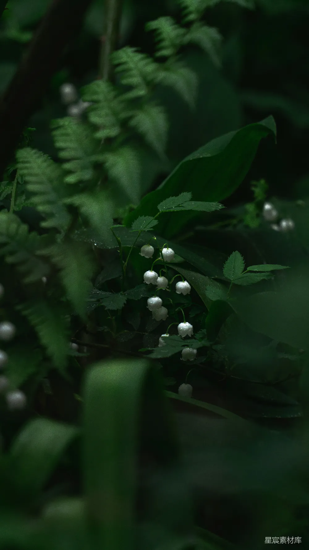 高清摄影 铃兰 雨后 自然 清新 森林 雨后幽静的铃兰