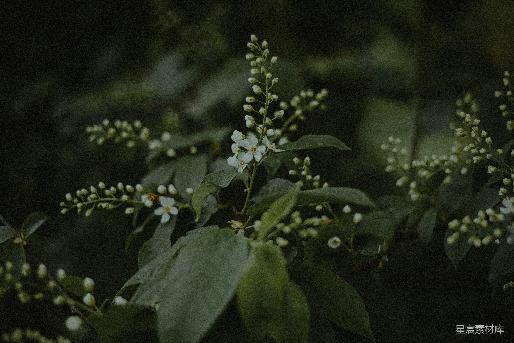 高清摄影 花卉 自然 宁静 户外 春天 幽静的花枝