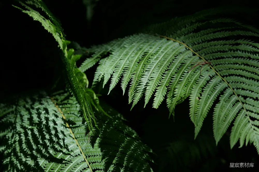 高清摄影 蕨类植物 自然风光 深林 生态背景 绿色植物 幽暗森林中的蕨类植物