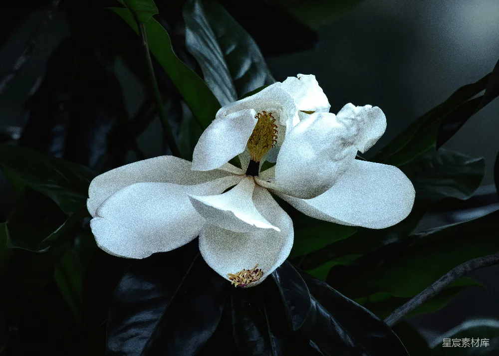 高清摄影 玉兰花 自然 花卉 春天 宁静 绽放的玉兰花