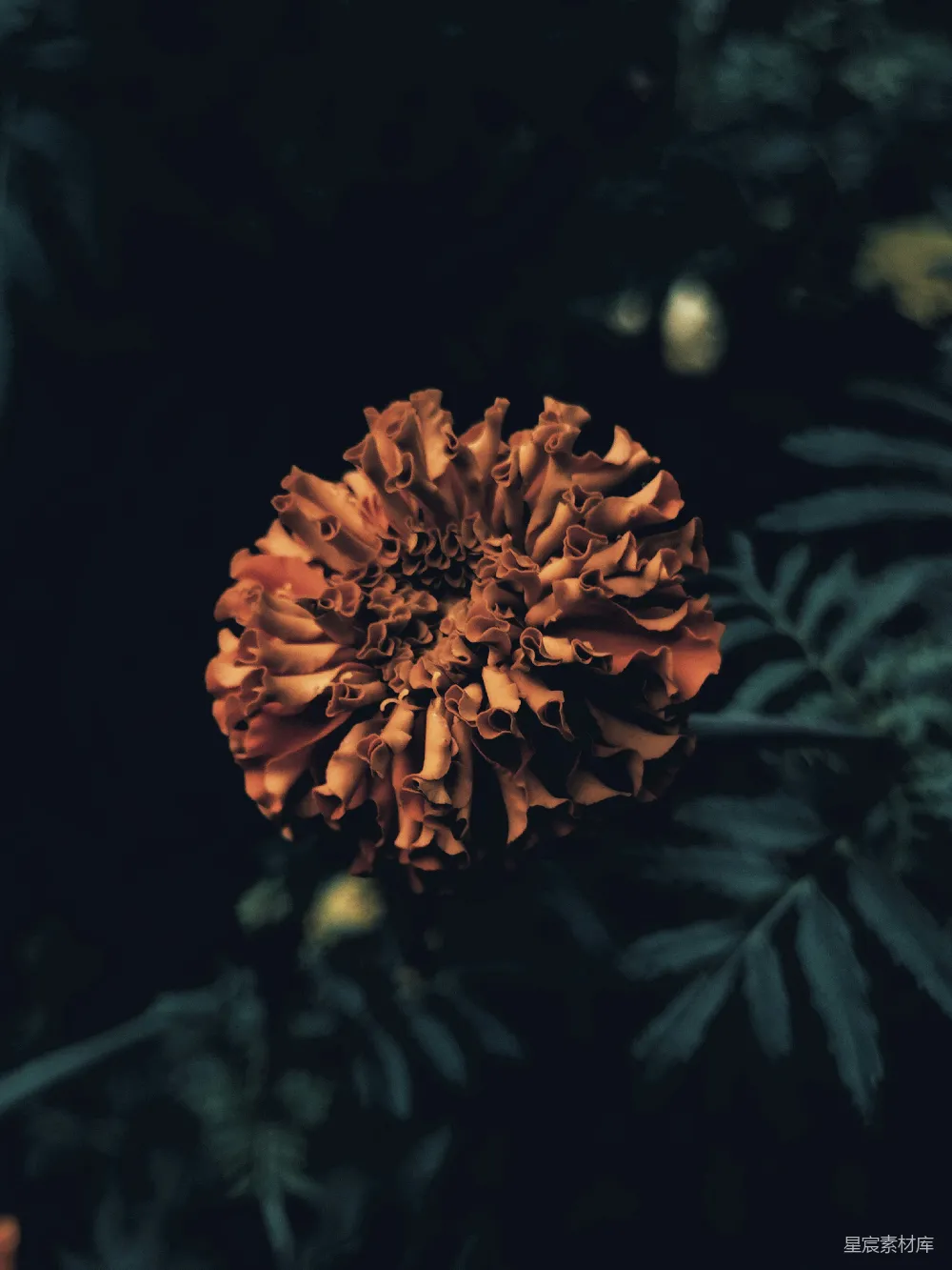 高清摄影 花朵 夜晚 自然 静谧 深色调 夜晚的花朵