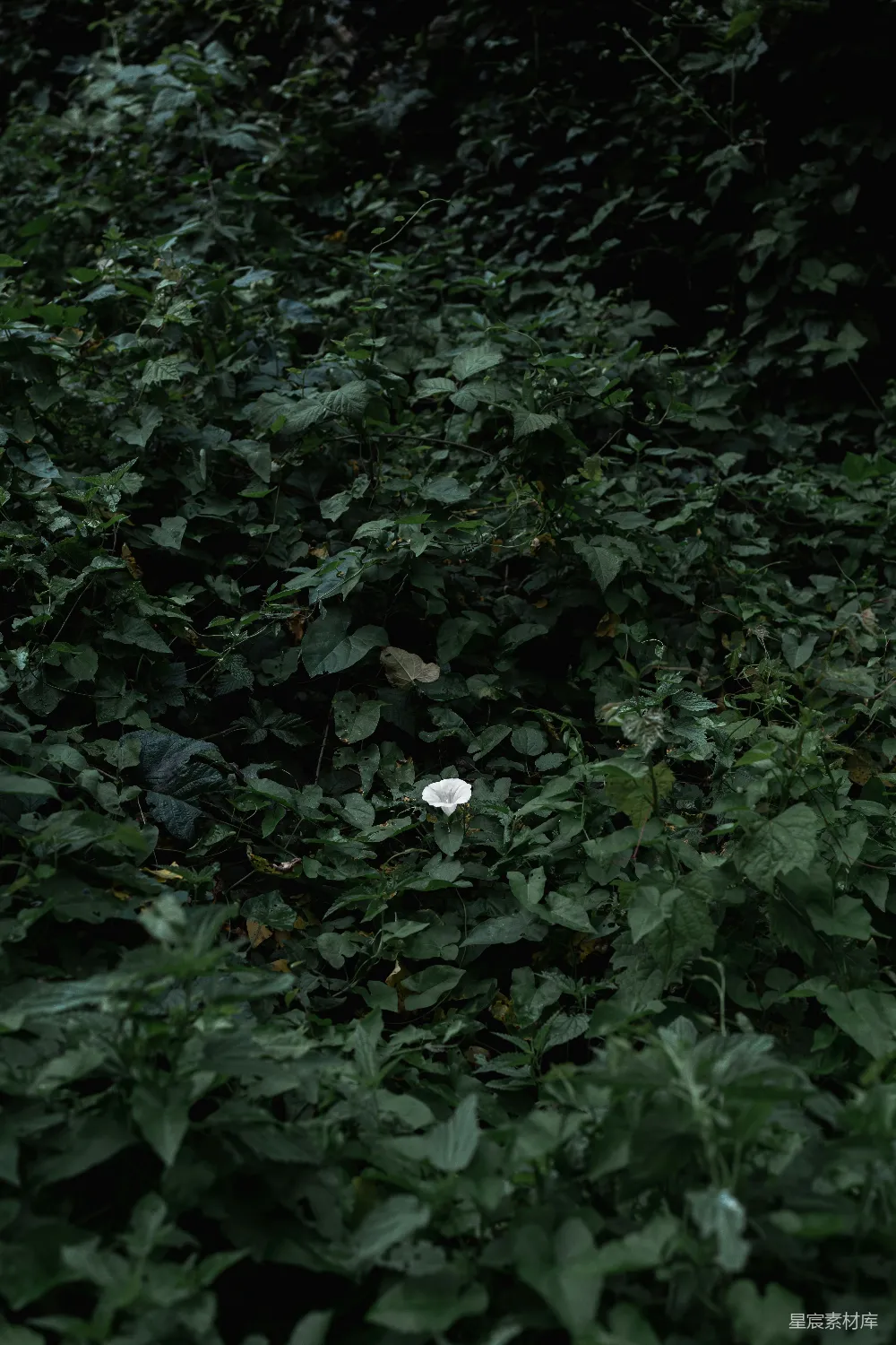 高清摄影 自然 森林 宁静 自然风光 花朵 森林中的白色花朵