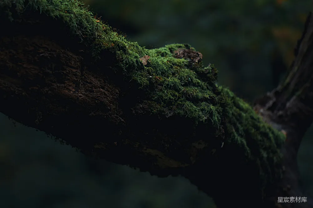 高清摄影 苔藓 自然 森林 树干 生态 苔藓覆盖的树干