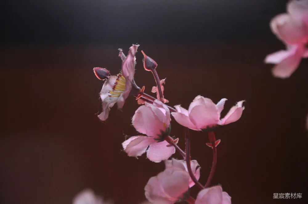 高清摄影 樱花 夜景 花卉 自然 静谧 樱花夜景