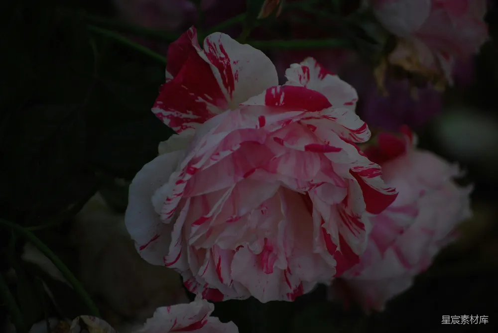 高清摄影 玫瑰花 自然 花卉 浪漫 花艺 粉白相间的玫瑰花