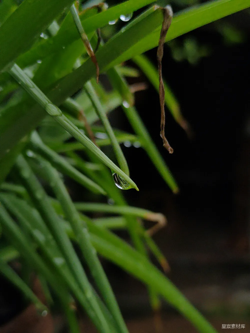 高清摄影 露珠 绿色植物 自然美景 微距摄影 宁静 露珠中的绿色世界