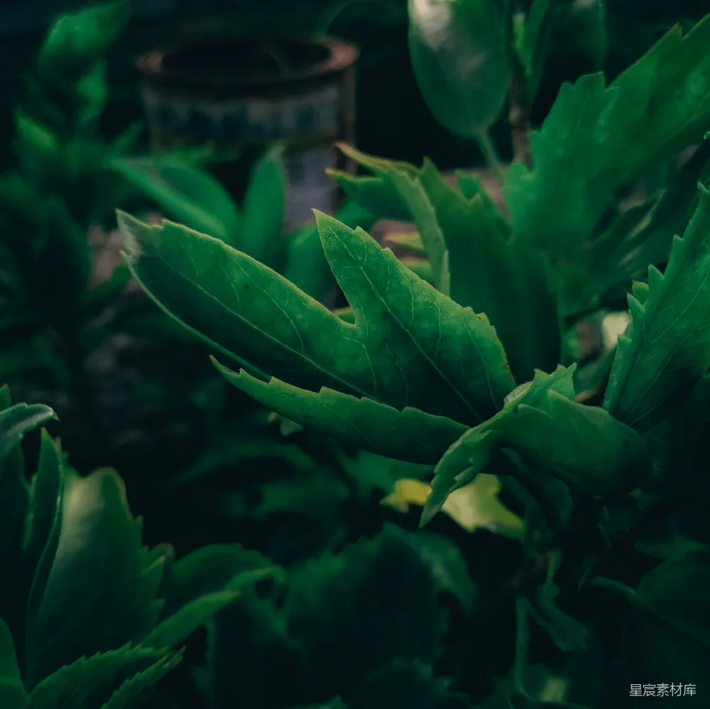 高清摄影 植物 叶子 自然 绿色 清新 绿意盎然的植物特写