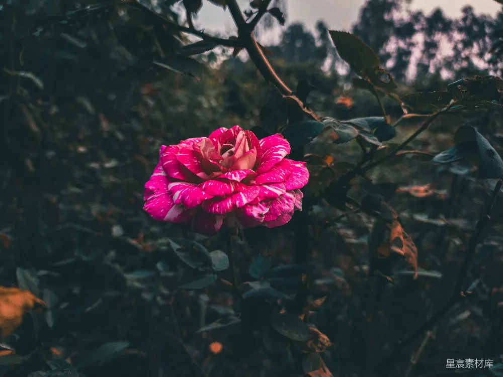 高清摄影 粉红玫瑰 自然风光 花朵特写 浪漫氛围 户外摄影 粉白相间的玫瑰花