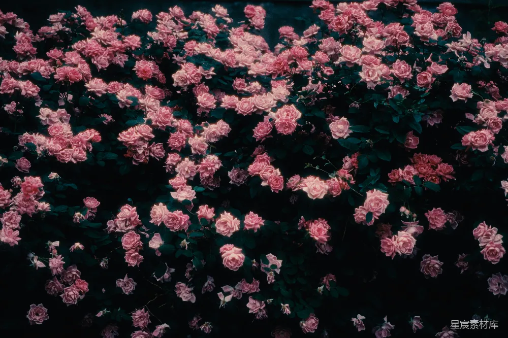 高清摄影 花朵 自然 浪漫 背景 摄影 粉色玫瑰花丛