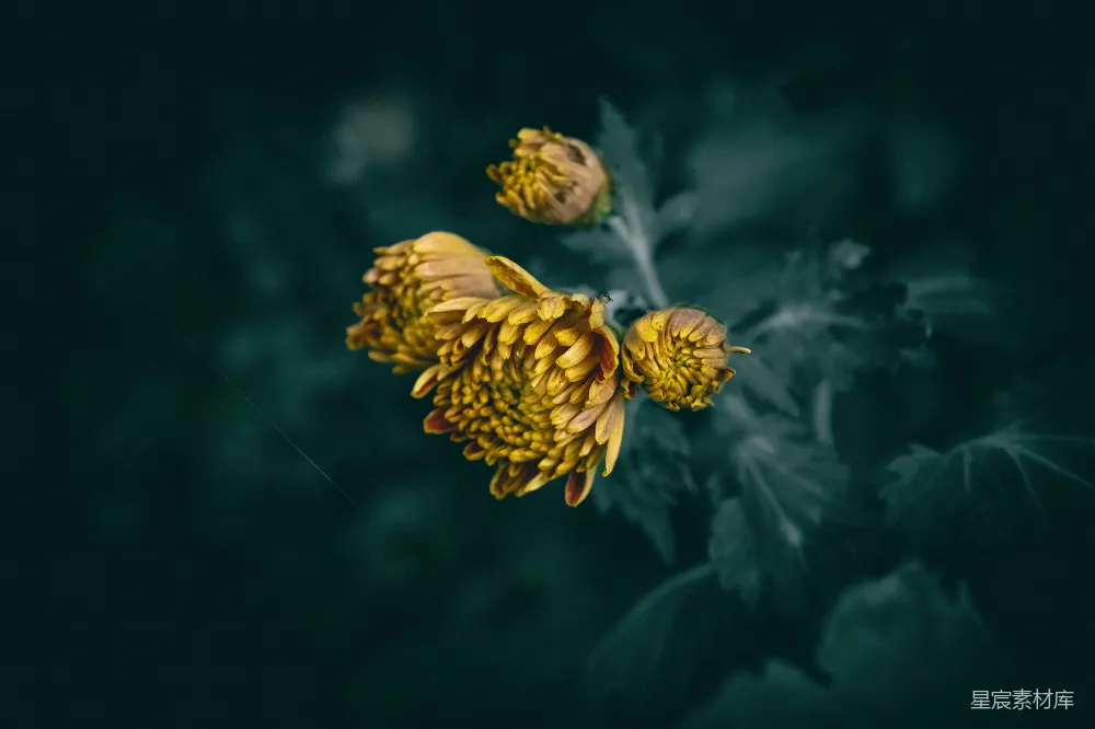 高清摄影 菊花 秋景 静谧 自然 摄影 秋日菊花的静谧之美
