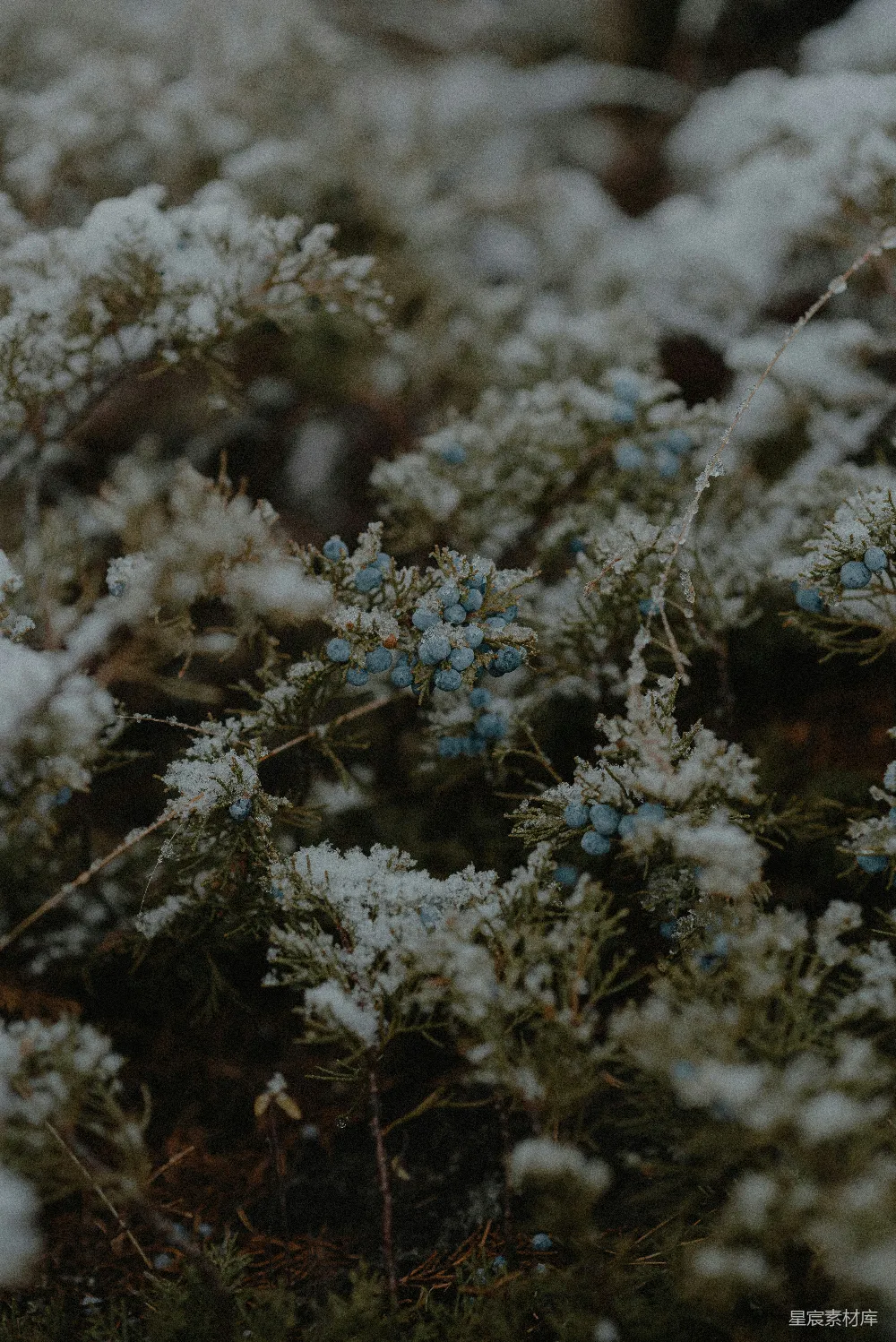 高清摄影 雪景 自然 冬日 青果 宁静 雪中的青果