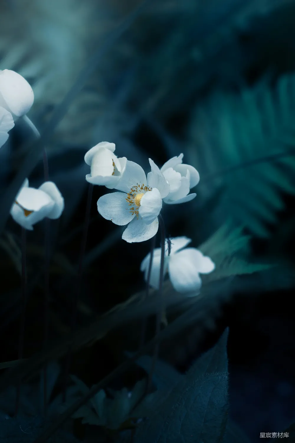 高清摄影 花朵 自然 宁静 摄影 花卉 静谧的白花