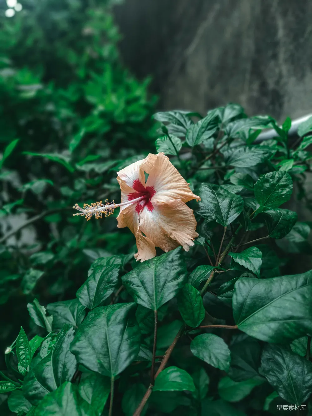 高清摄影 扶桑花 热带植物 自然风光 花卉摄影 户外 热带风情的扶桑花