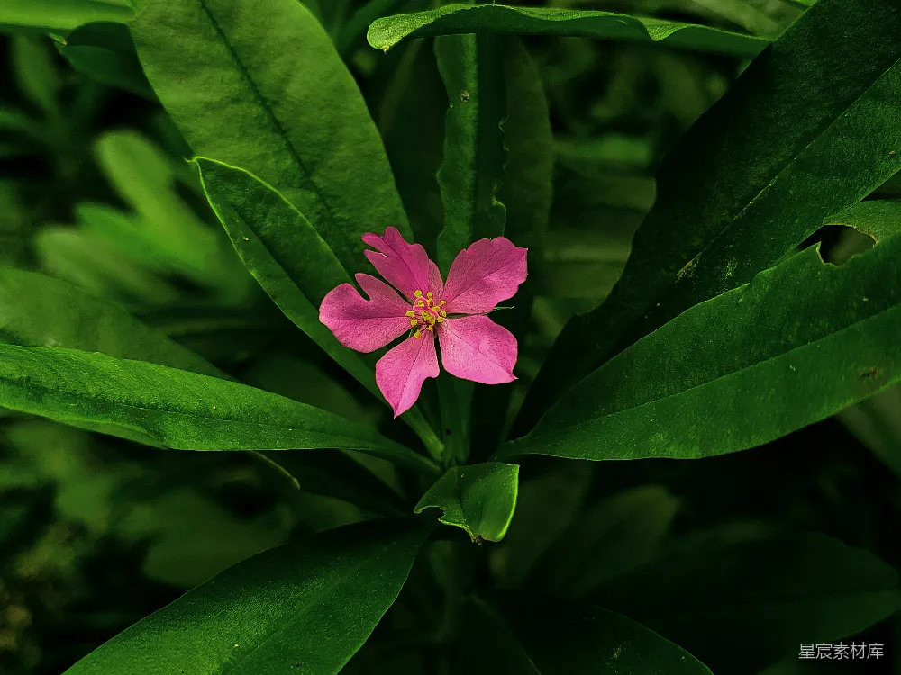 高清摄影 花卉 自然 绿色 清新 植物 粉色花朵与绿色叶片