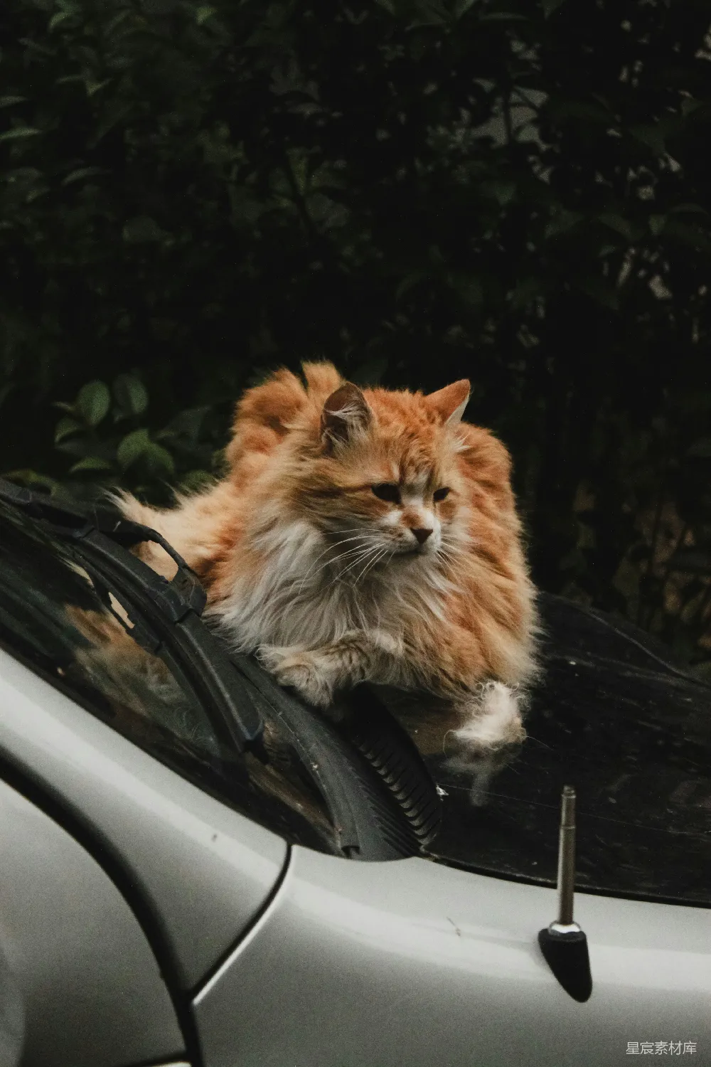 高清摄影 猫 车窗 生活 宠物 温馨 猫在车窗上的悠闲时光