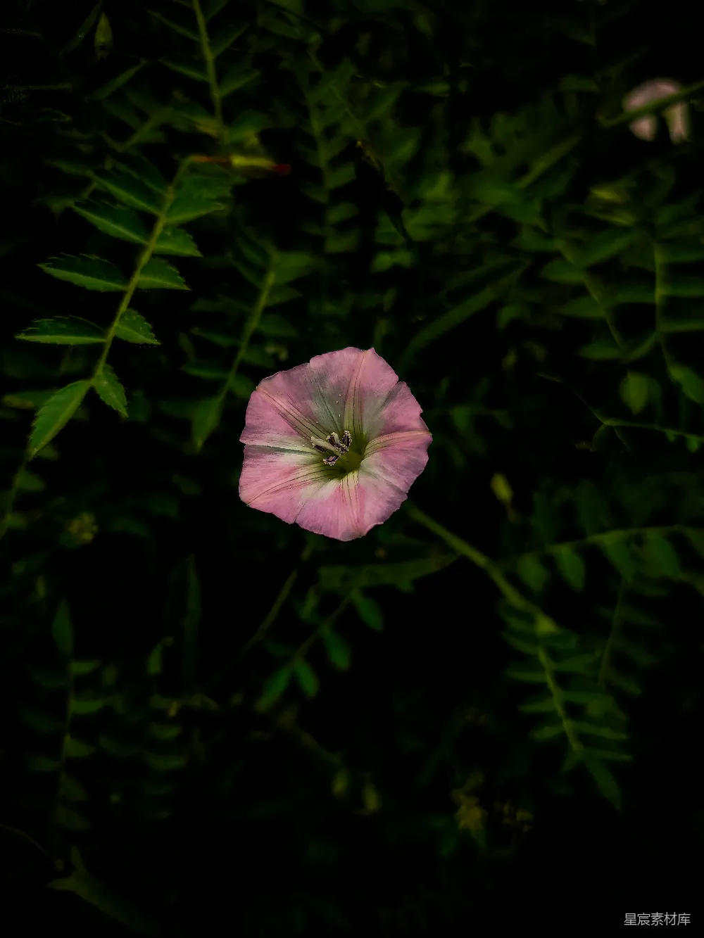 高清摄影 花朵 自然 紫色 花卉 绿色 紫色花朵与绿色背景