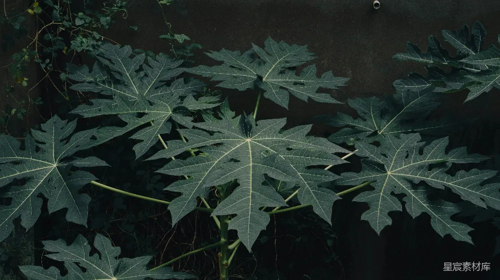 高清摄影 植物 自然 深色背景 叶子 纹理 暗调下的绿叶纹理