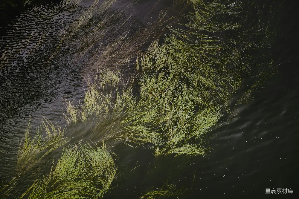 高清摄影 自然 水草 河流 生态 宁静 河中水草
