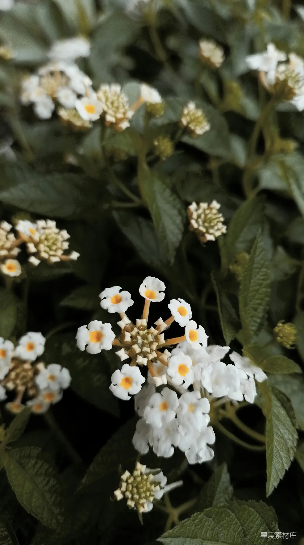高清摄影 花朵 自然 清新 自然美 植物 白花串串，自然之美