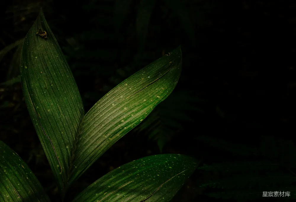 高清摄影 自然 深邃 森林 植物 光影 幽暗森林中的绿叶