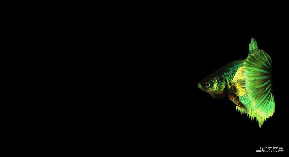 高清摄影 鱼 黑色背景 生物 色彩 静物 夜色中的色彩斑斓