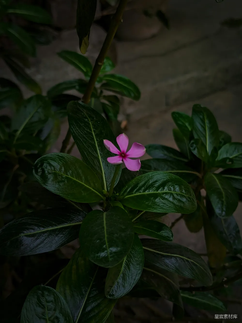 高清摄影 花朵 自然 雨后 粉色 植物 雨后盛开的粉红长春花